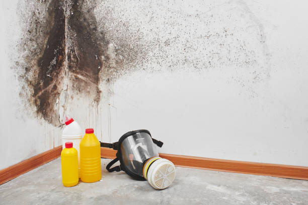 Best Best Mold Removal Companies  in Florham Park, NJ
