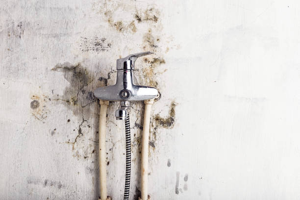 Best Toxic Mold Removal  in Florham Park, NJ