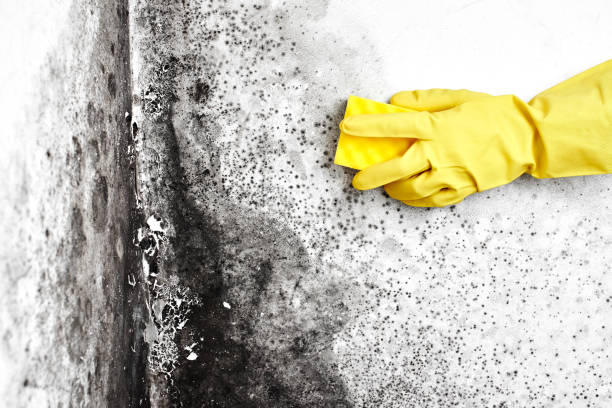 Best Certified Mold Removal  in Florham Park, NJ