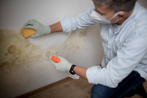 Best Best Mold Removal Companies  in Florham Park, NJ