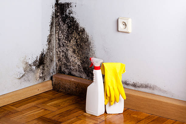 Best Commercial Mold Removal  in Florham Park, NJ